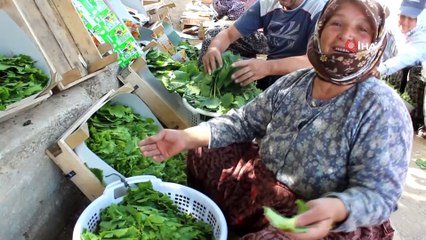 Sezon öncesi asma yaprağı üreticinin ek geliri oldu