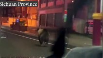 Un ours brun aperçu en train de sprinter dans les rues du sud de la Chine