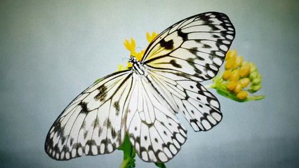 Metamorphosis