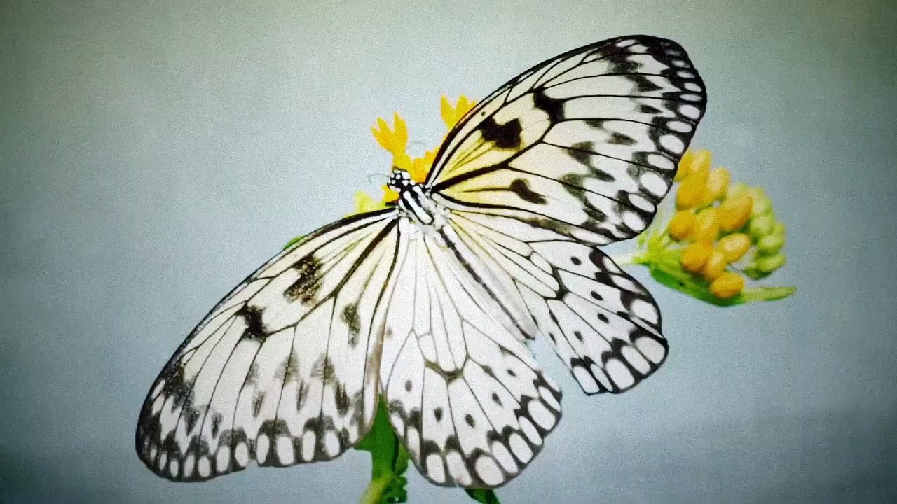 Metamorphosis
