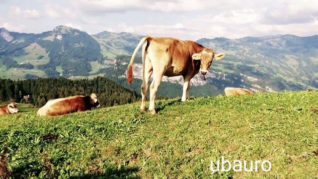 VIDEO_31b36efc-1129-410f-b398-80151e02fb7f