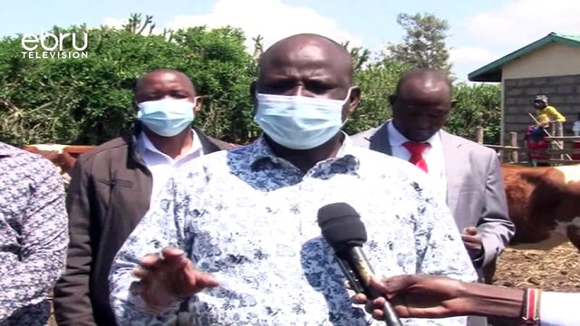 Government Initiates Drive To Give Highbreed Dairy Cows To Farmers