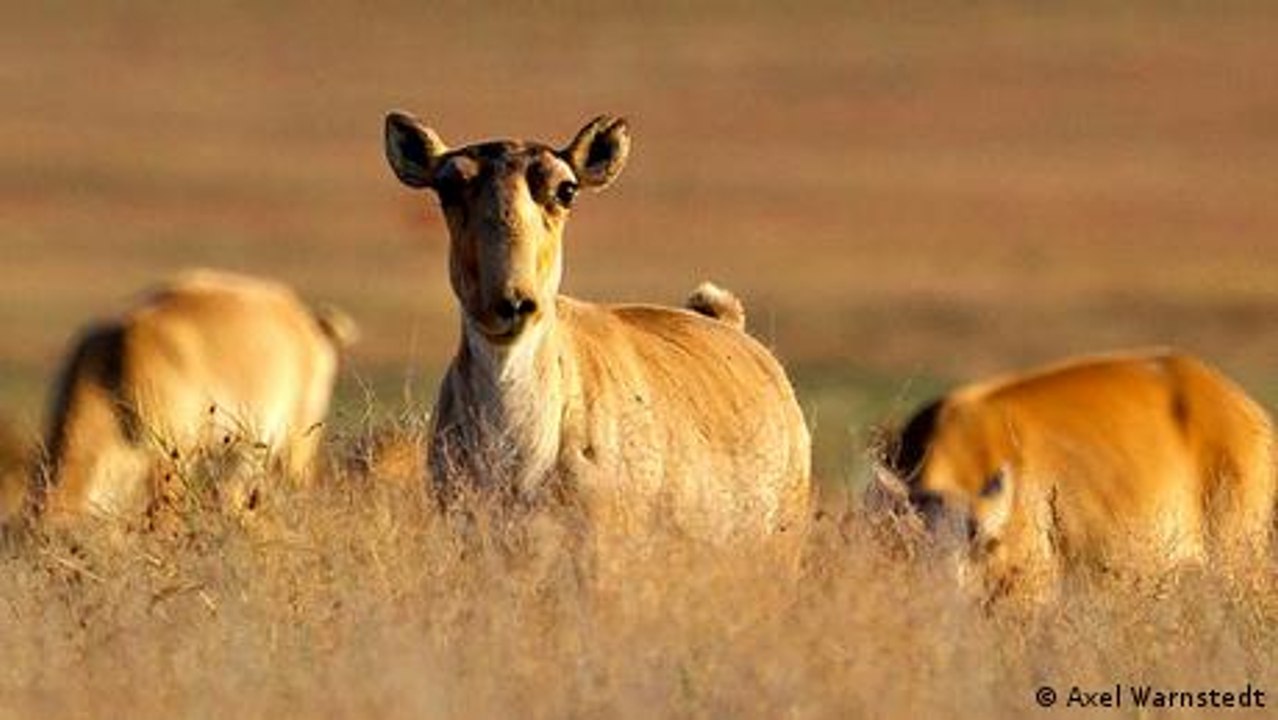 Babyboom in der Steppe Kasachstans