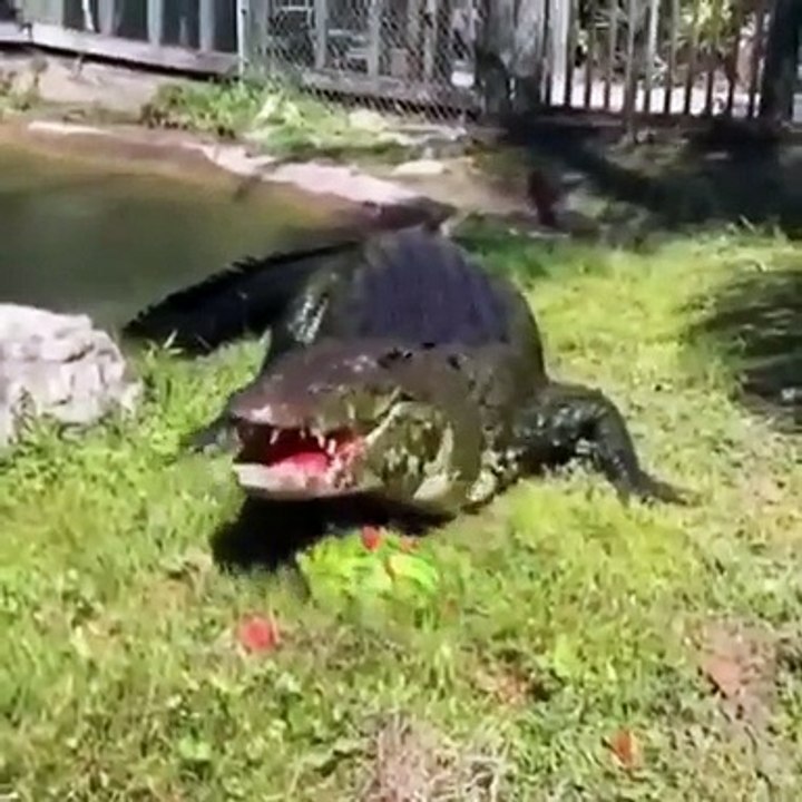 Alligator  vs  watermelon