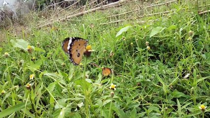BUTTERFLY | HOME GARDEN