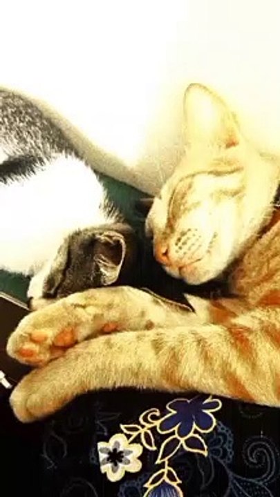 #cutie cat