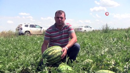 Karacabey’de karpuz hasadı başlıyor