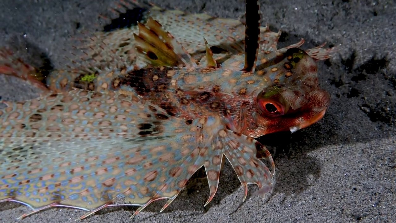 SCUBA DIVING the Reef in Front of Pura Vida Resort in the Philippines