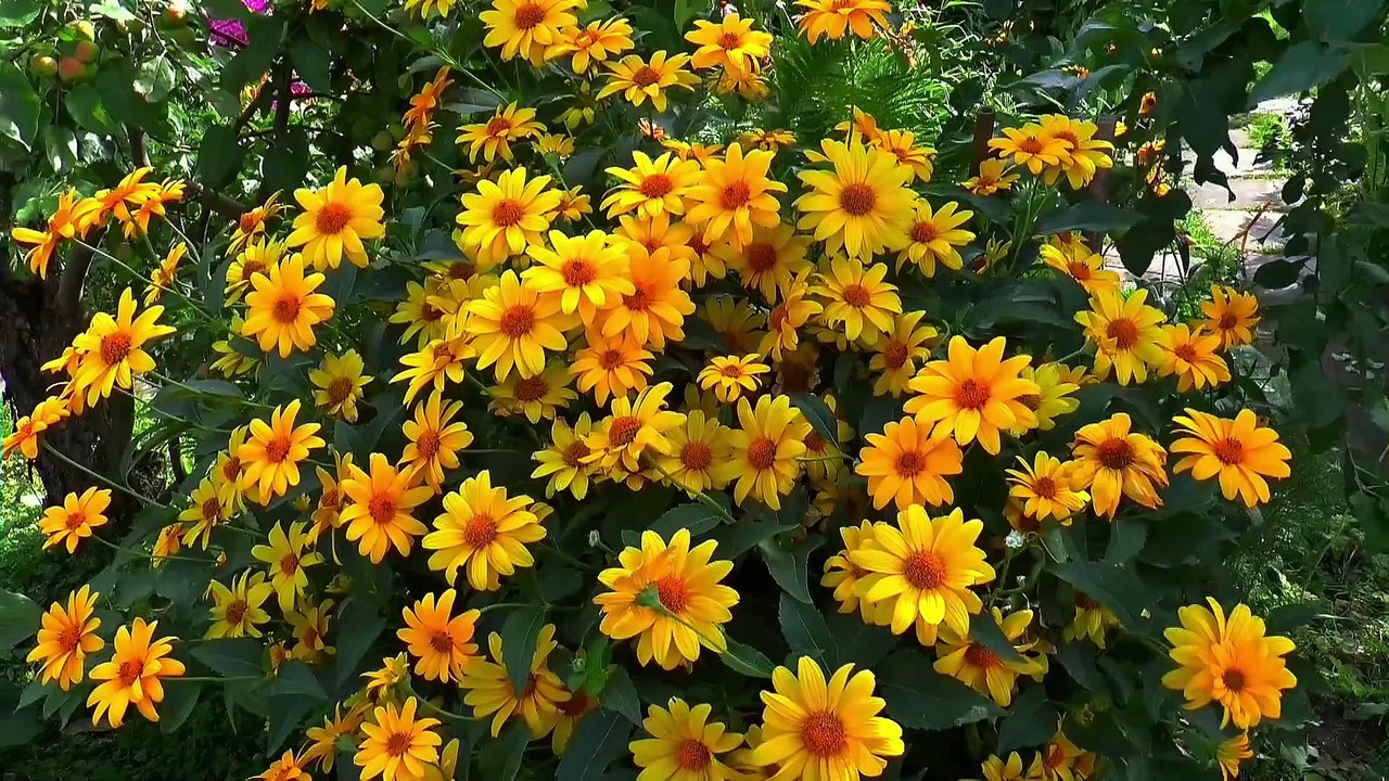 Amazing Nature Scenery | With Relaxing Music | Meditation Music | for Stress Relief | Video 2021.