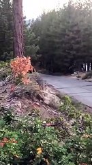 Bear Chased Through Backyard by Coyote