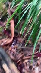 Bush Walk Ends in Leech Covered Legs