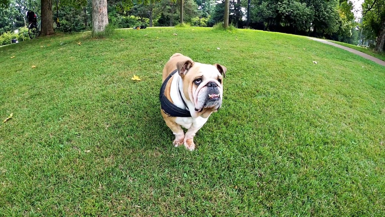 CUTE BEAUTIFUL GIRL PLAYING WITH CUTE PUPPY