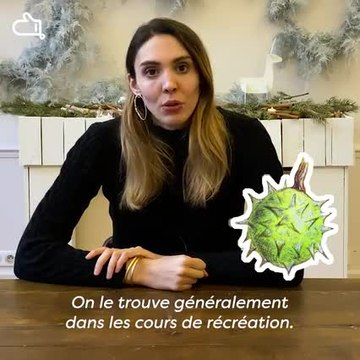 Marron ou châtaigne :quelles différences