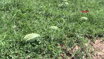 KARACABEY'DE KARPUZ HASADI BAŞLIYOR