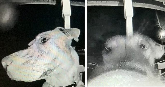 Cette vidéo hilarante montre un chien sonner à la porte de sa maison pour rentrer, après s'être enfui de chez lui