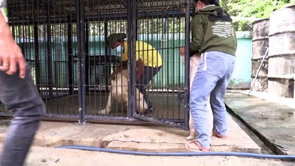 Sem garras ou presas