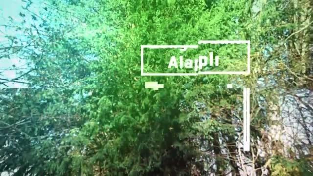 Bu yılın ilk üç ayında 185 ağaç "anıt ağaç" olarak tescil edildi