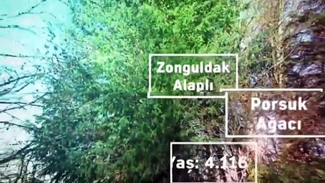 ANKARA - Bu yılın ilk üç ayında 185 ağaç 'anıt ağaç' olarak tescil edildi