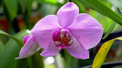 Among the flowers, some are