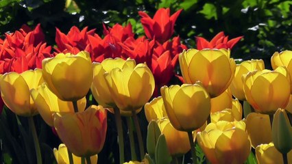 flowers and so beautiful world and word