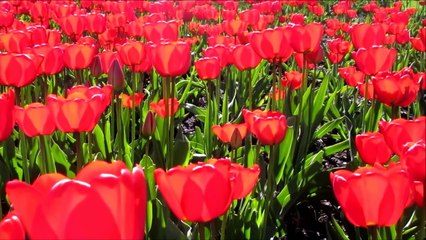 flowers protects our environment from pollution.