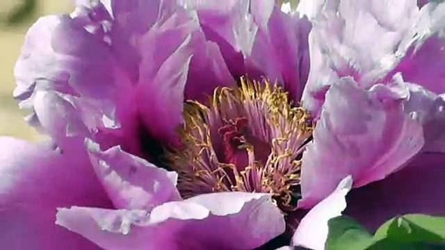 Flowers are some traditional part for both joyous and sombre occasions.