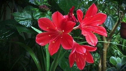 we can see many flowers forests