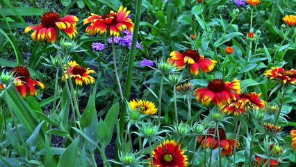 flowers charming day