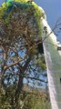 Fethiye'de yamaç paraşütü ağaca dolandığı için mahsur kalan pilot ile birlikte uçtuğu kişi kurtarıldı