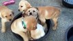 Cute puppies funny video  |  Puppies trying to fun