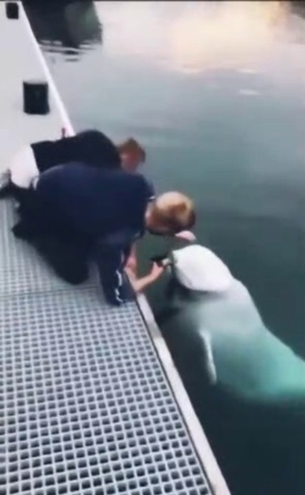 GUY DROPS HIS PHONE IN WATER BUT THIS WHALE TAKE CARE OF BUSINESS.