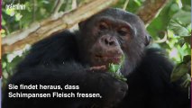 Jane Goodall: Ihr Kampf für die Schimpansen