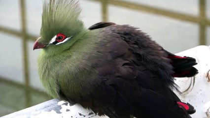 Green Turaco