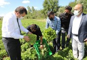 Sivas Valisi Salih Ayhan, çiftçilerle hasat yaptı