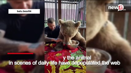 Russia, bear bathes in the bathtub and eats at the table with the master: the video is amazing