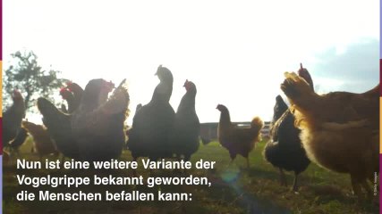 Vogelgrippe-Virus H5N8: Erste Infektion bei Menschen