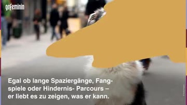 200612 Beliebteste hunderassen deutschland