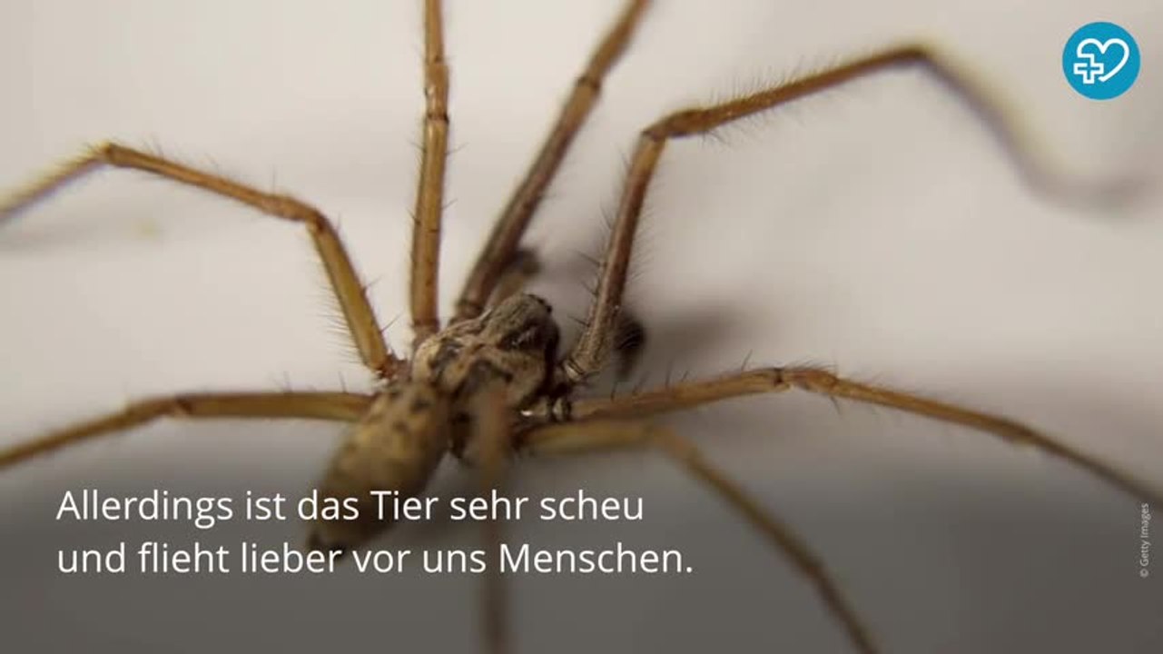 Hauswinkelspinne: Wie gefährlich ist ihr Biss wirklich