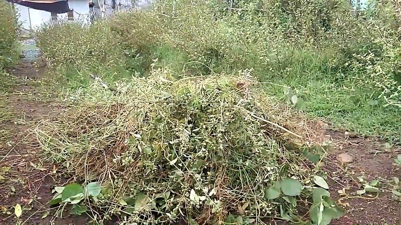 Making Bamboo Gate And Fence (Wood And Bamboo Craft) video Dailymotion