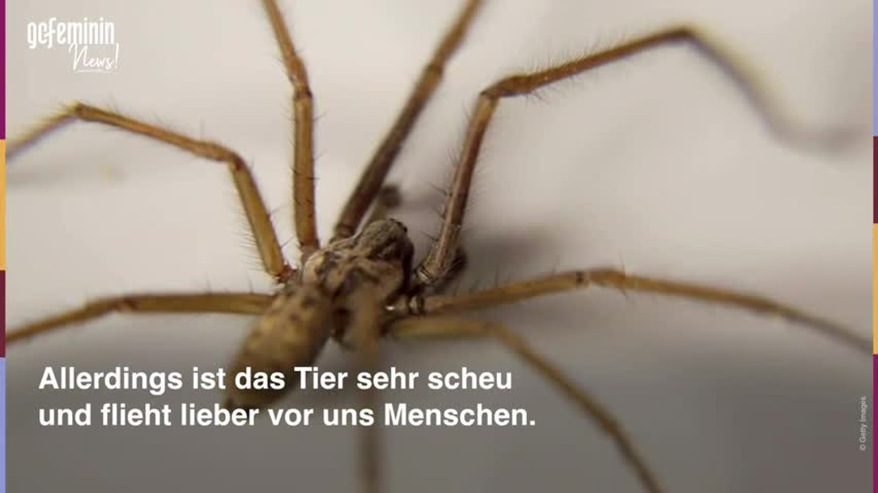 Hauswinkelspinne: Wie gefährlich ist ihr Biss wirklich