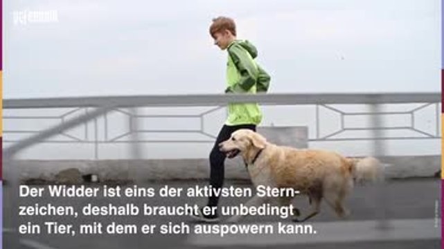 Diese drei Sternzeichen sind die größten Tierfreunde