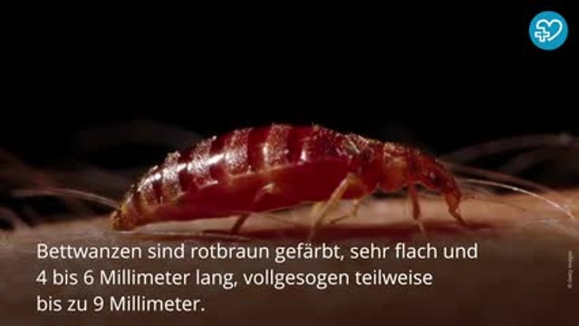Bettwanzen: Alles was ihr wissen müsst!