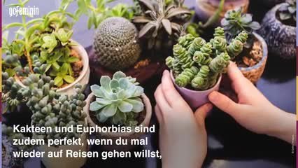 200710_Pflanze-für-sternzeichen