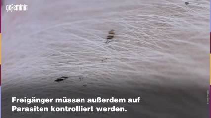 Katze gesund bleiben