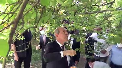 MALATYA - KKTC Cumhurbaşkanı Tatar,  kayısı bahçesinde üreticilerle görüştü