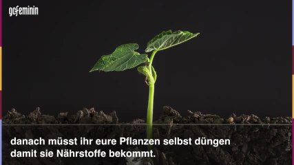 Fehler bei der Pflanzenpflege