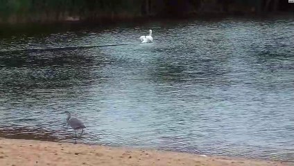 Ce héron se rapproche des petits de cette maman cygne et va le regretter