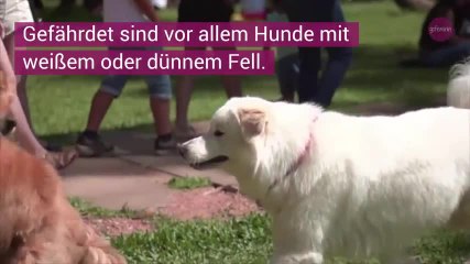 190627_Hunde Sonnencreme-Wibbitz
