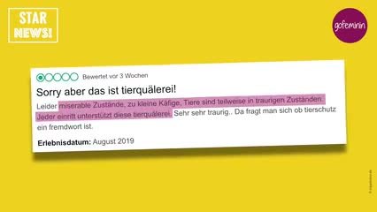 DE_MANAGE-190912-wendler-laura-tierquaeler
