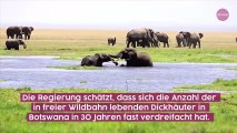 Botswana erlaubt wieder Jagd auf Elefanten